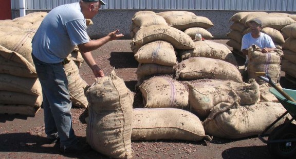 balen cacao op de kade
